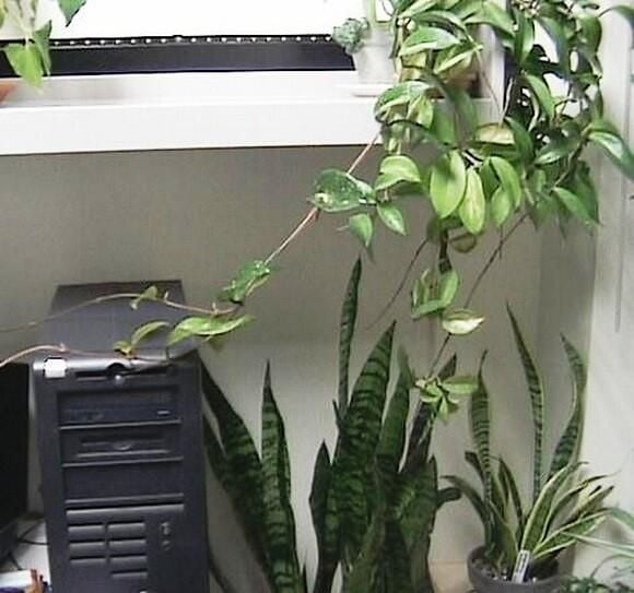 Plants need water--most computers don't
