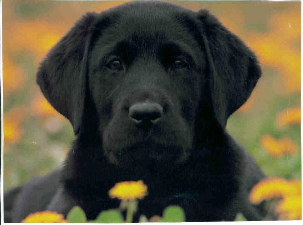 angus.jpg