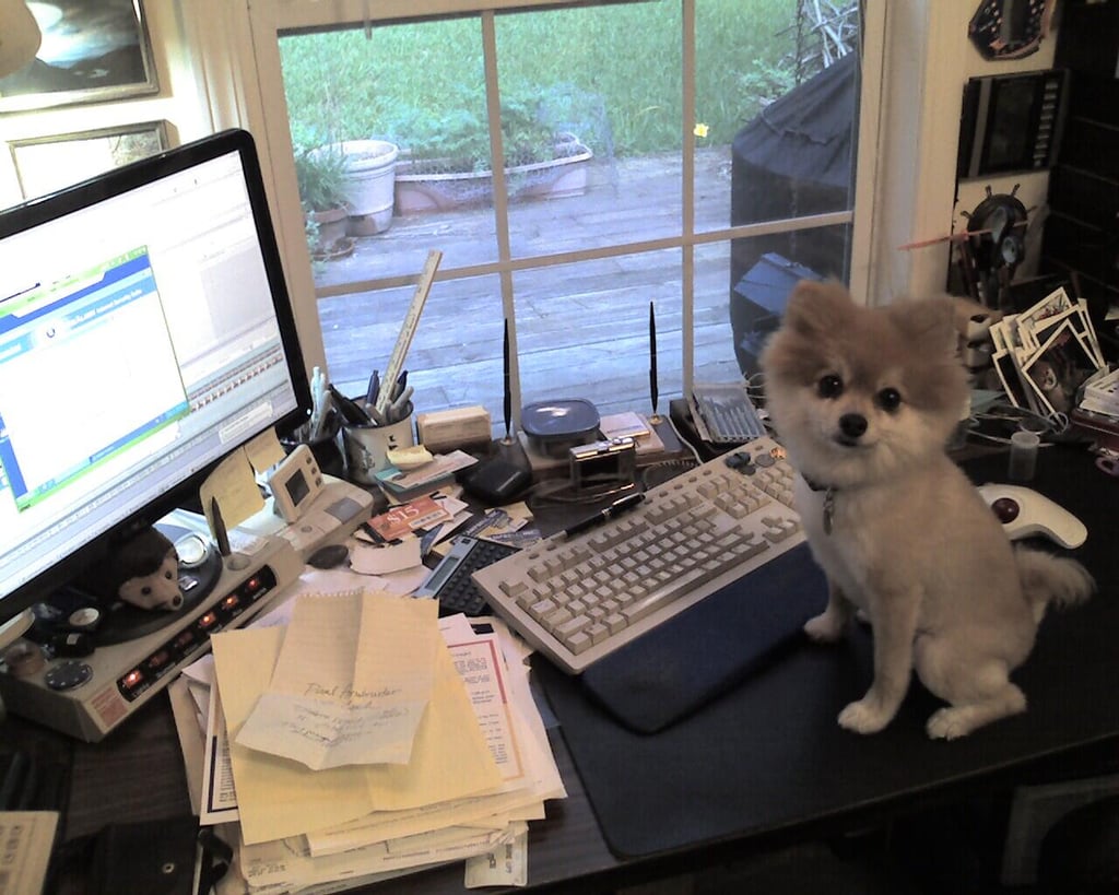 TechRepublic’s camera phone challenge: Pets