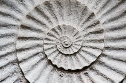 00_shell_fig.jpg
