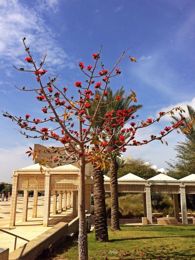 21-bgu-red-tree-2.jpg