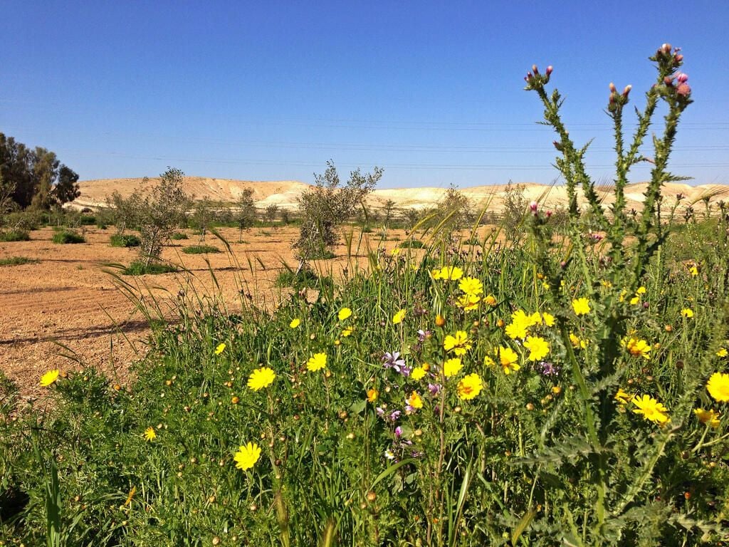 32-flowers-desert.jpg