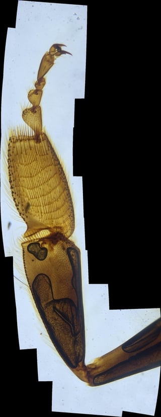 ex-bee-leg.jpg