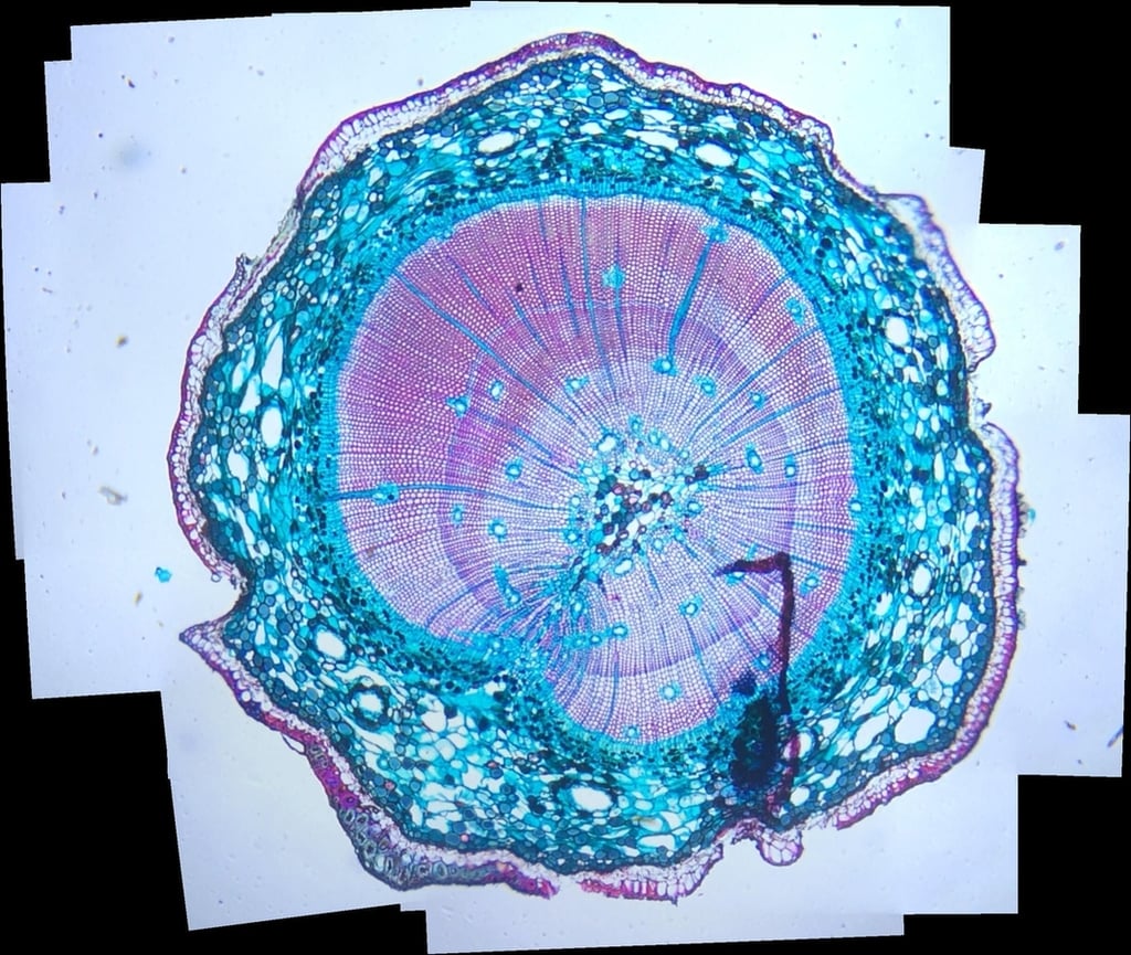 ex-stem-pano.jpg