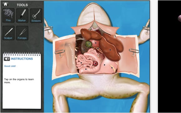 stem10.png