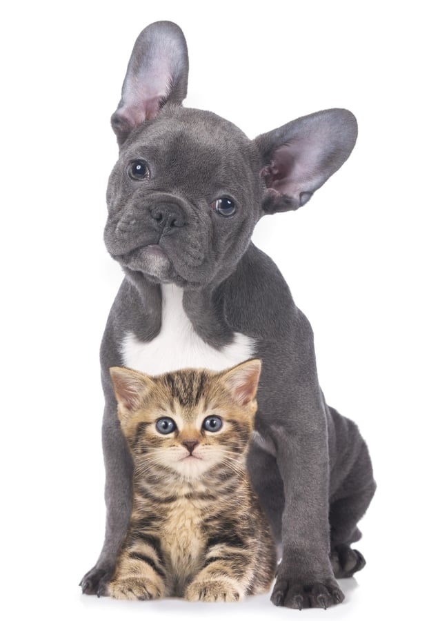istock000061657646large.jpg