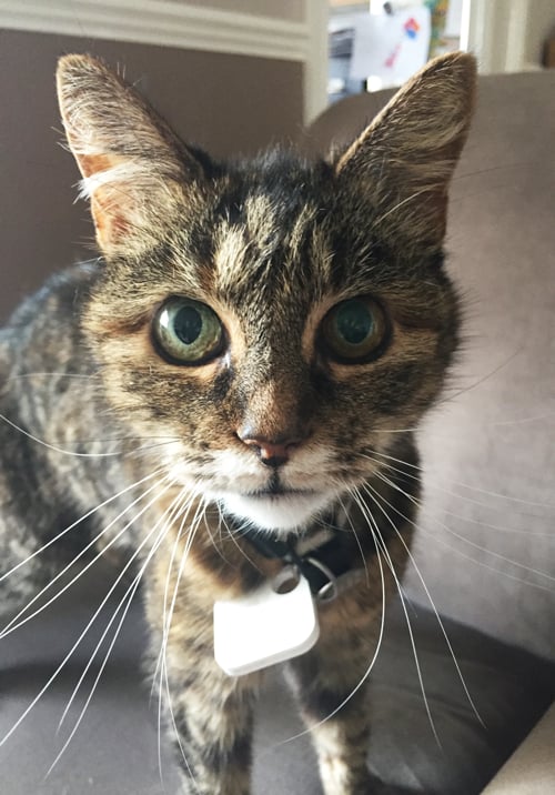 muffin-pet-finder-app1.png