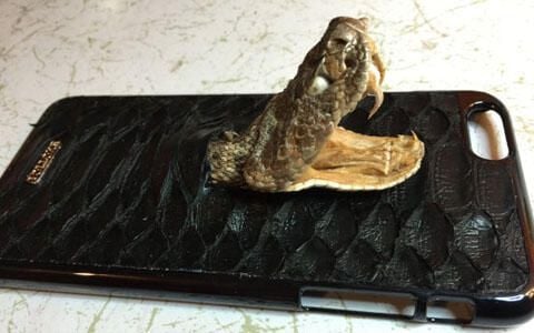 pythonskinrattlesnakehead.jpg