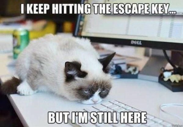 cat-meme.jpg