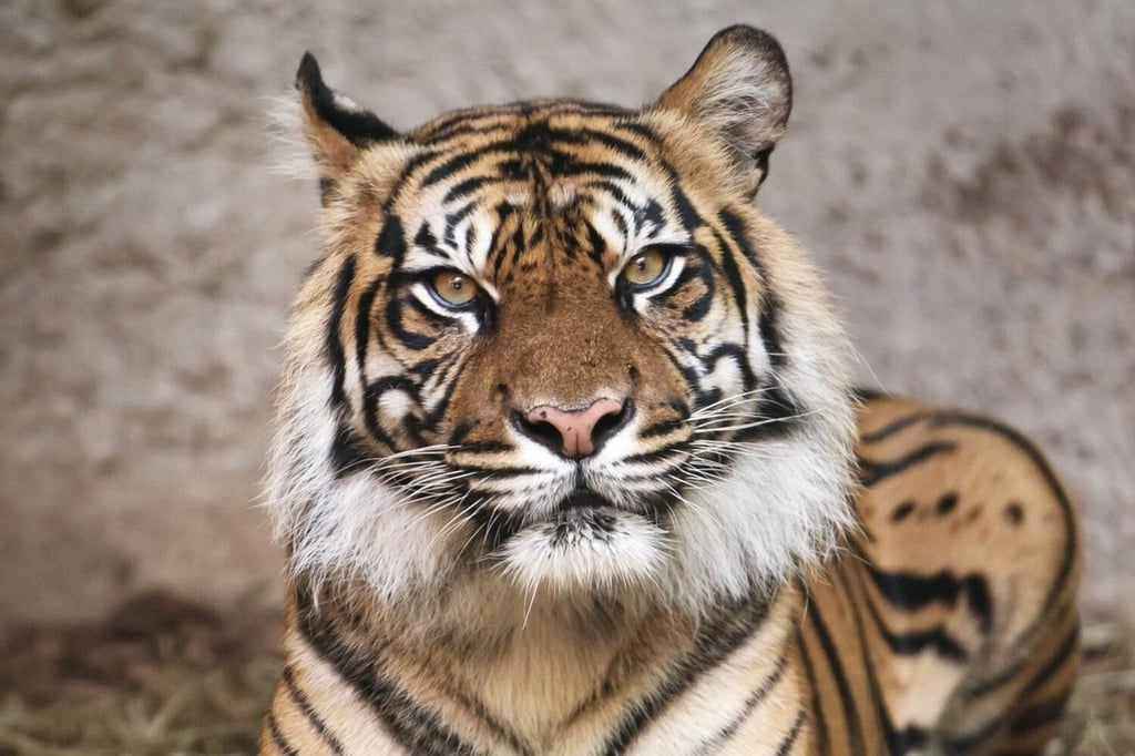 Sumatran Tiger, taken by Sony A9 (at Louisville Zoo)