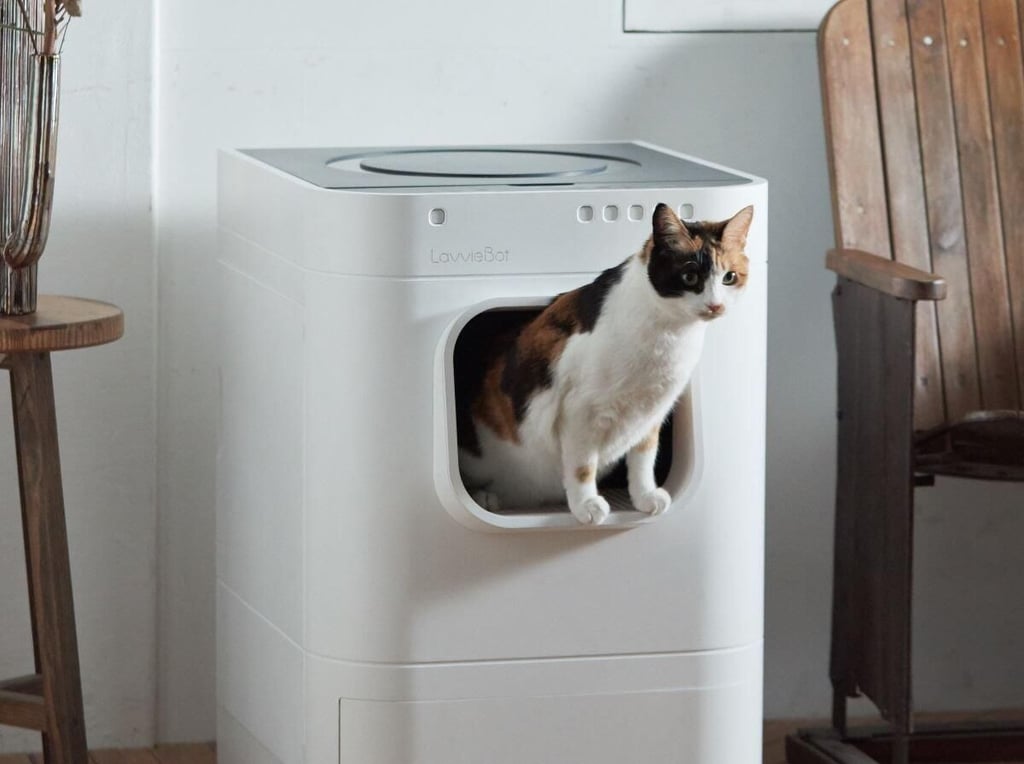 cat-pan.jpg