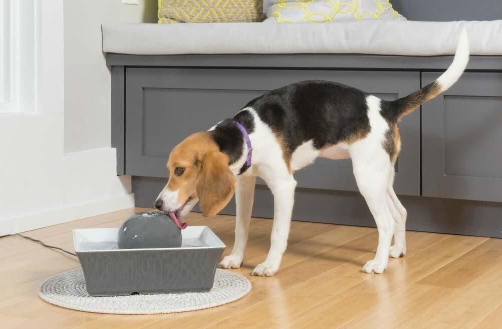 pet-drinking-fountain.jpg