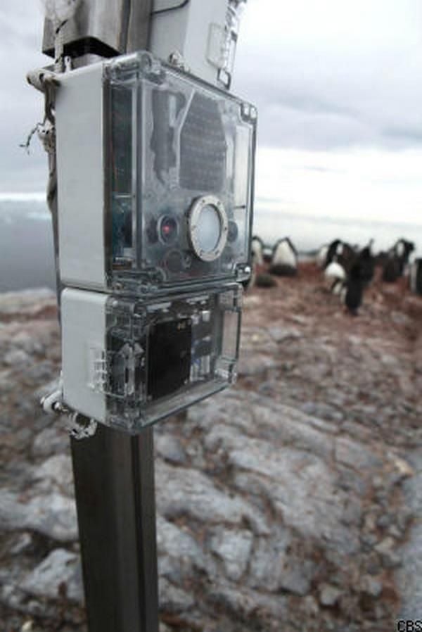 piantarctic.jpg
