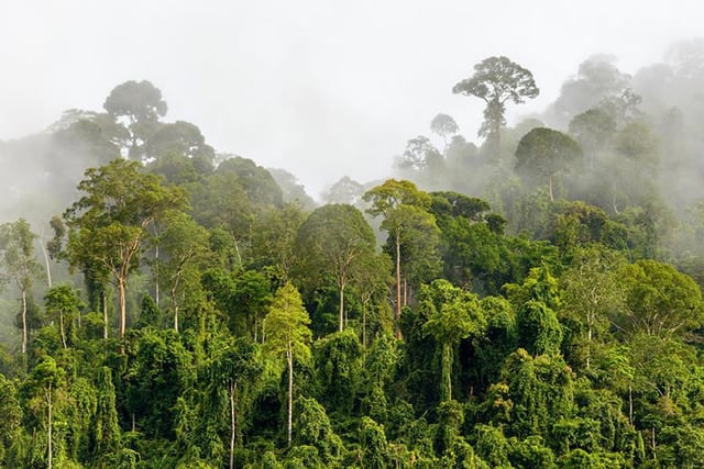 The Internet of Wild Things: Technology and the battle against biodiversity loss and climate change