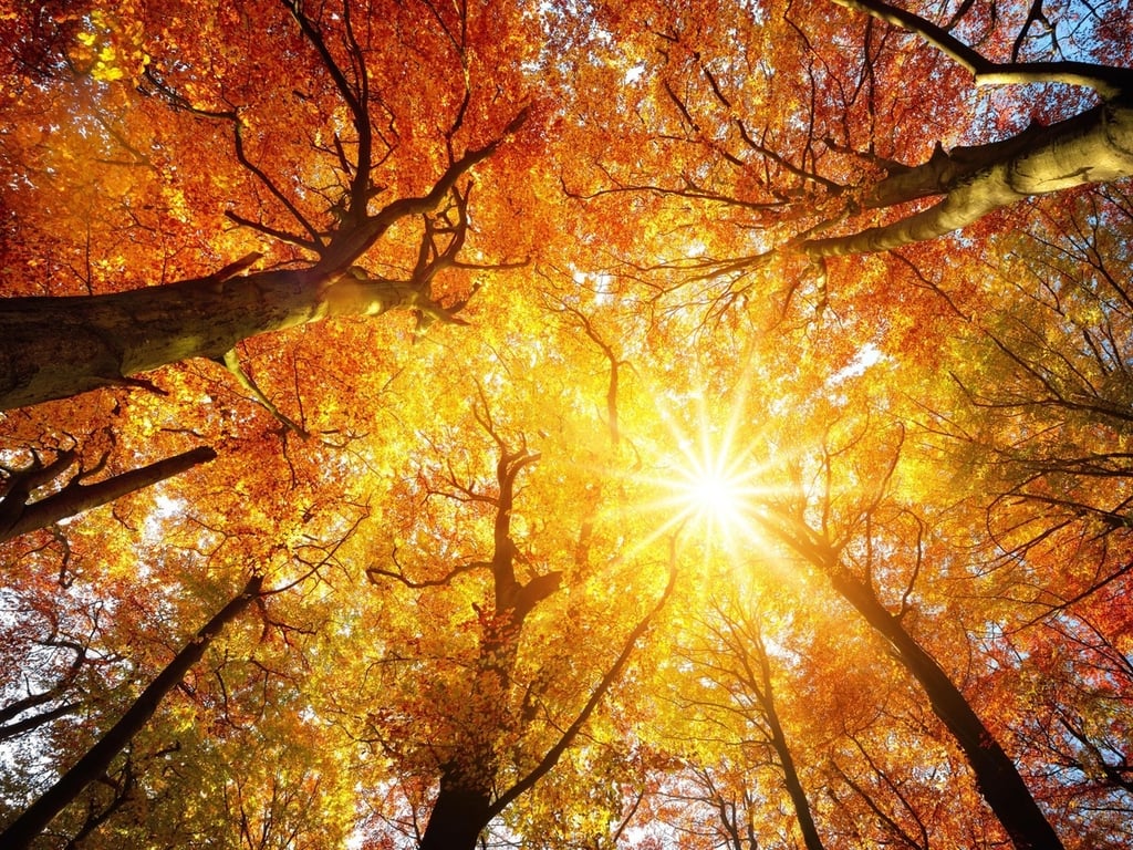 Photos: Turn a new leaf with the best Zoom backgrounds for fall