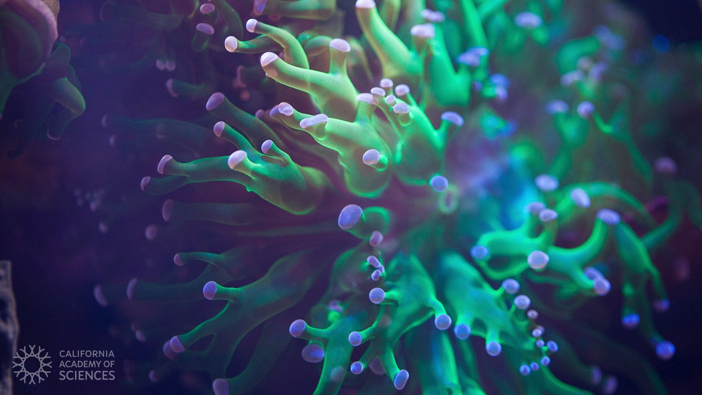 Green, blue, and purple coral polyps under the sea with the California Academy of Sciences logo in the lower left-hand corner.
