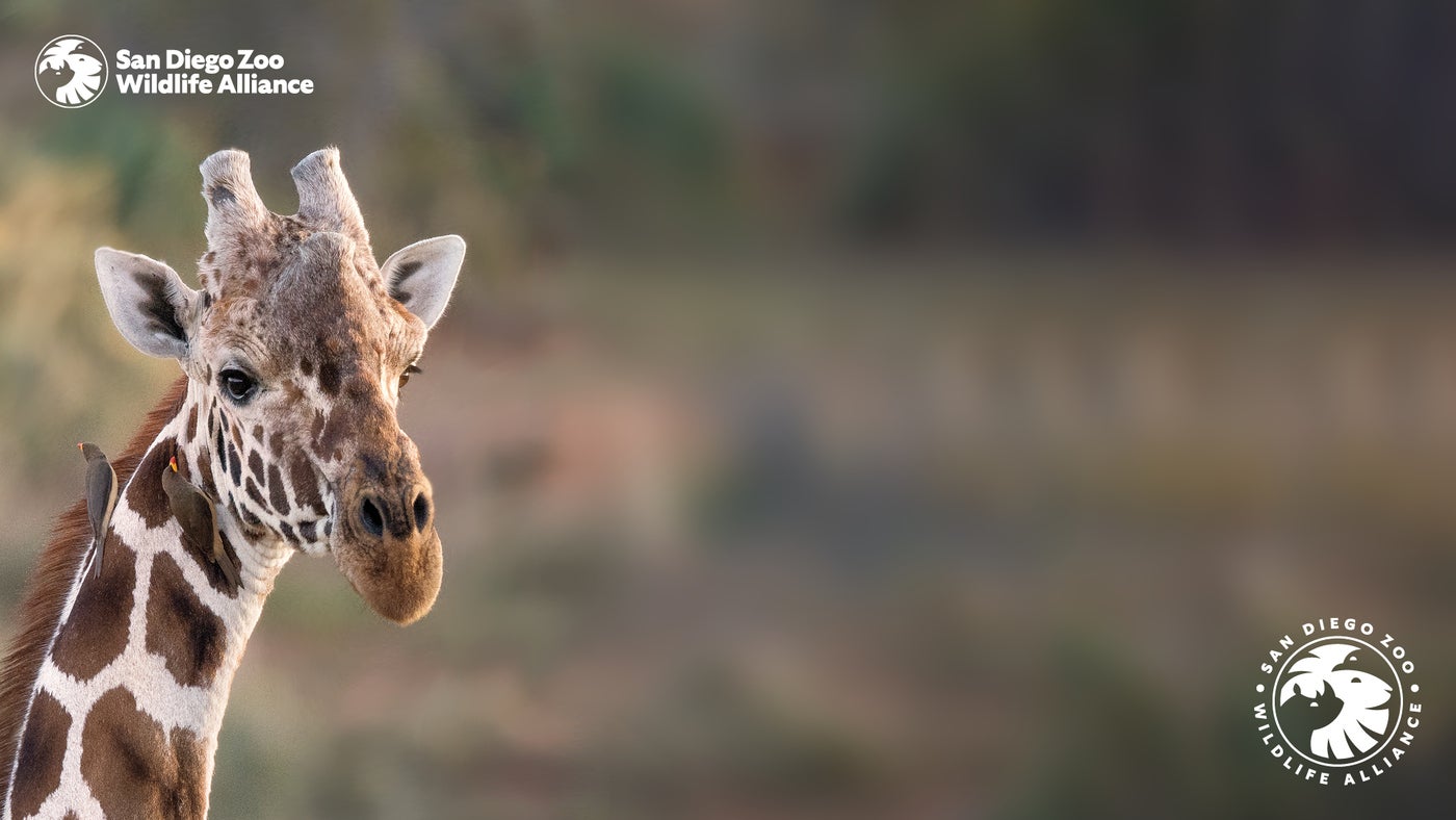 Blurred background with a giraffe on the left-hand side and logos from the San Diego Zoo on the top left-hand and lower right-hand of the image.