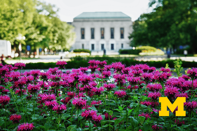 Pink flowers take up the foreground, and Rackham graduate library is in the background with a Block M from the University of Michigan in the lower right corner.