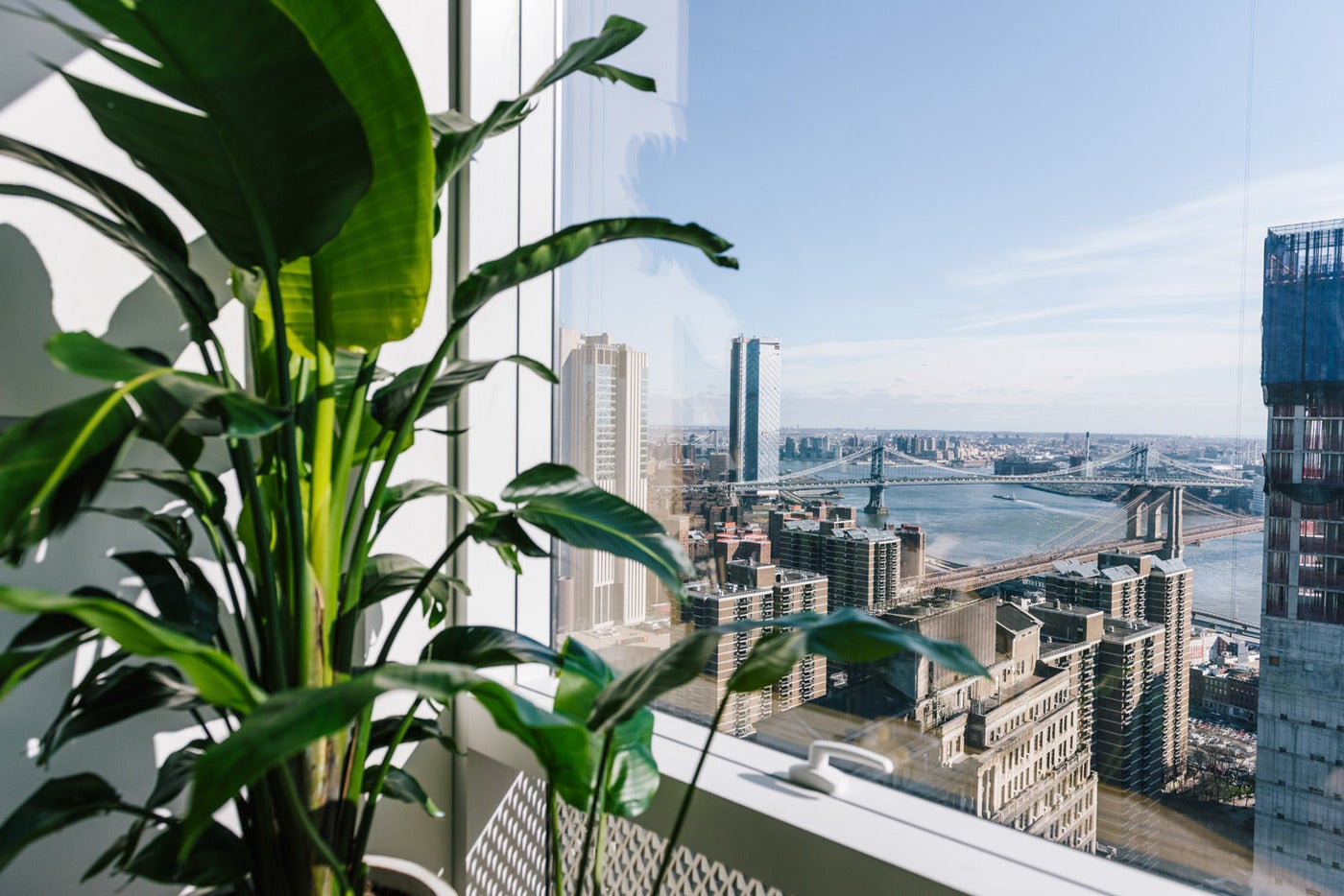 Zoom background featuring a window with a tall plant and a view of the New York City skyline featuring the waterfront and a bridge.