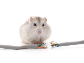 Hamster chewed network cables