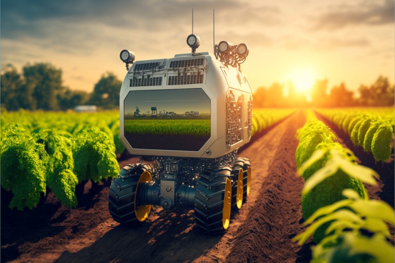 A robot travels through a field of crops.
