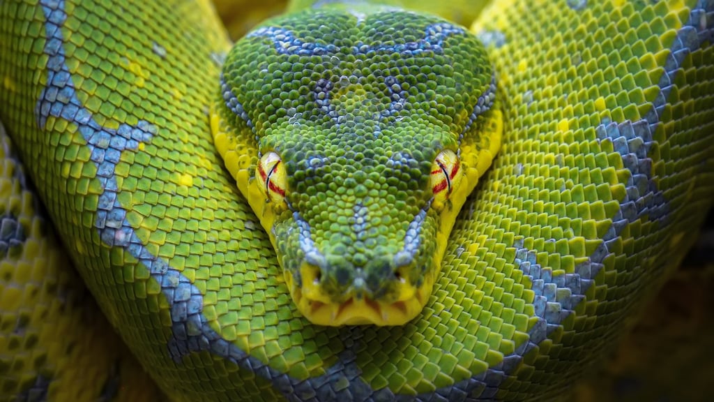 JetBrains State of Developer Ecosystem 2023: Python Perennially Powerful