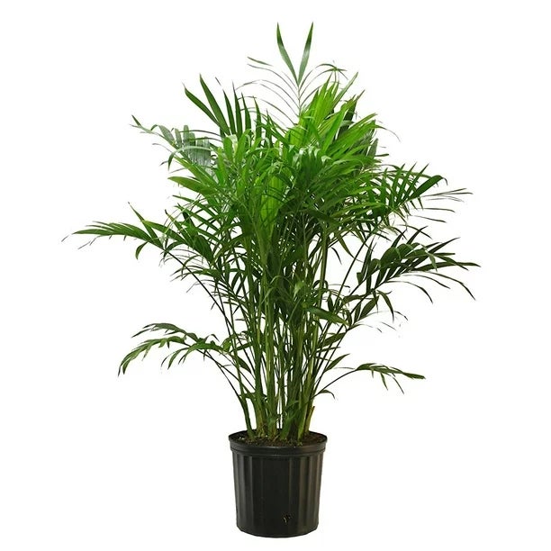 Cat Palm plant.