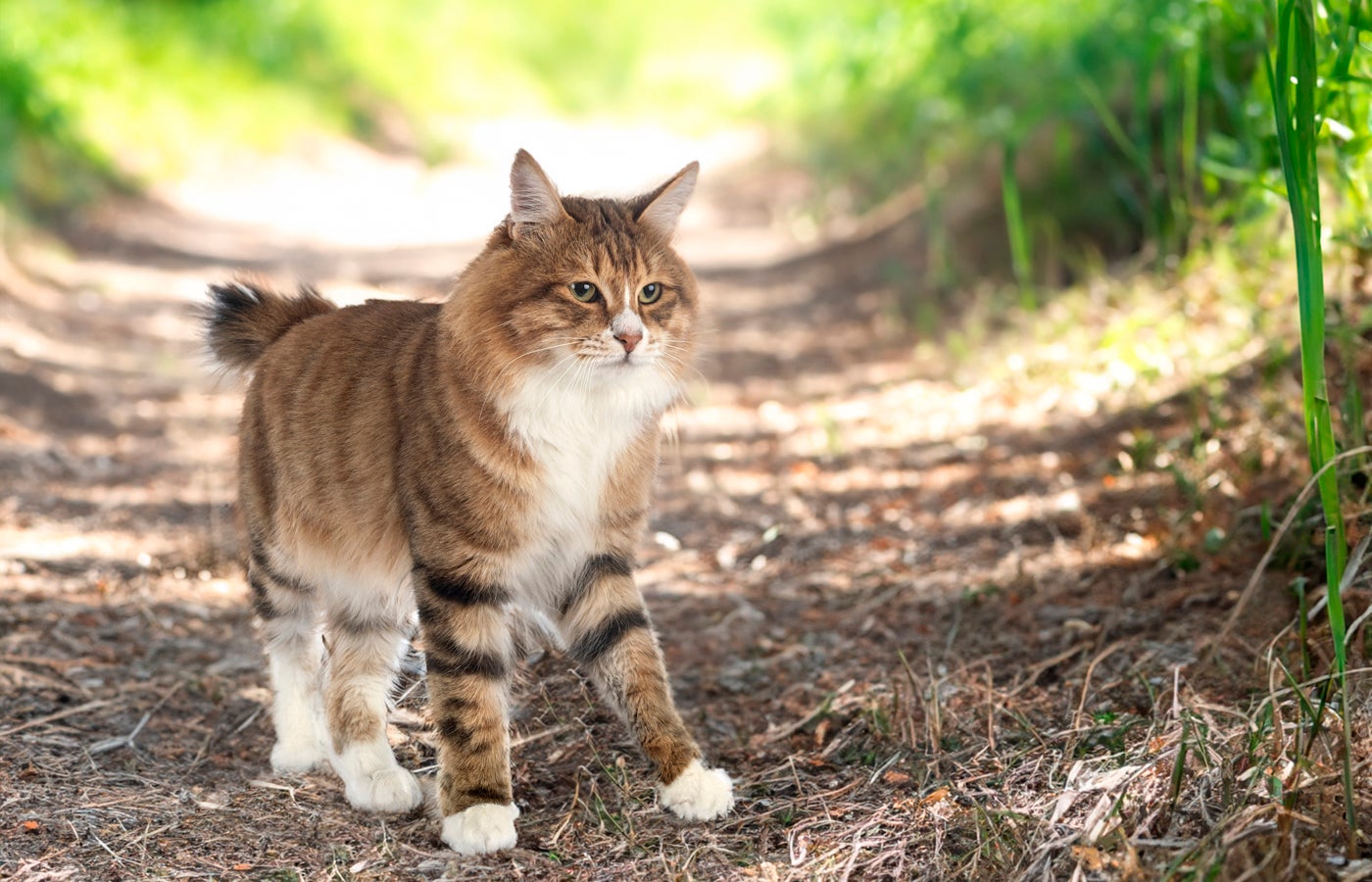 Kurilian Bobtail in nature.