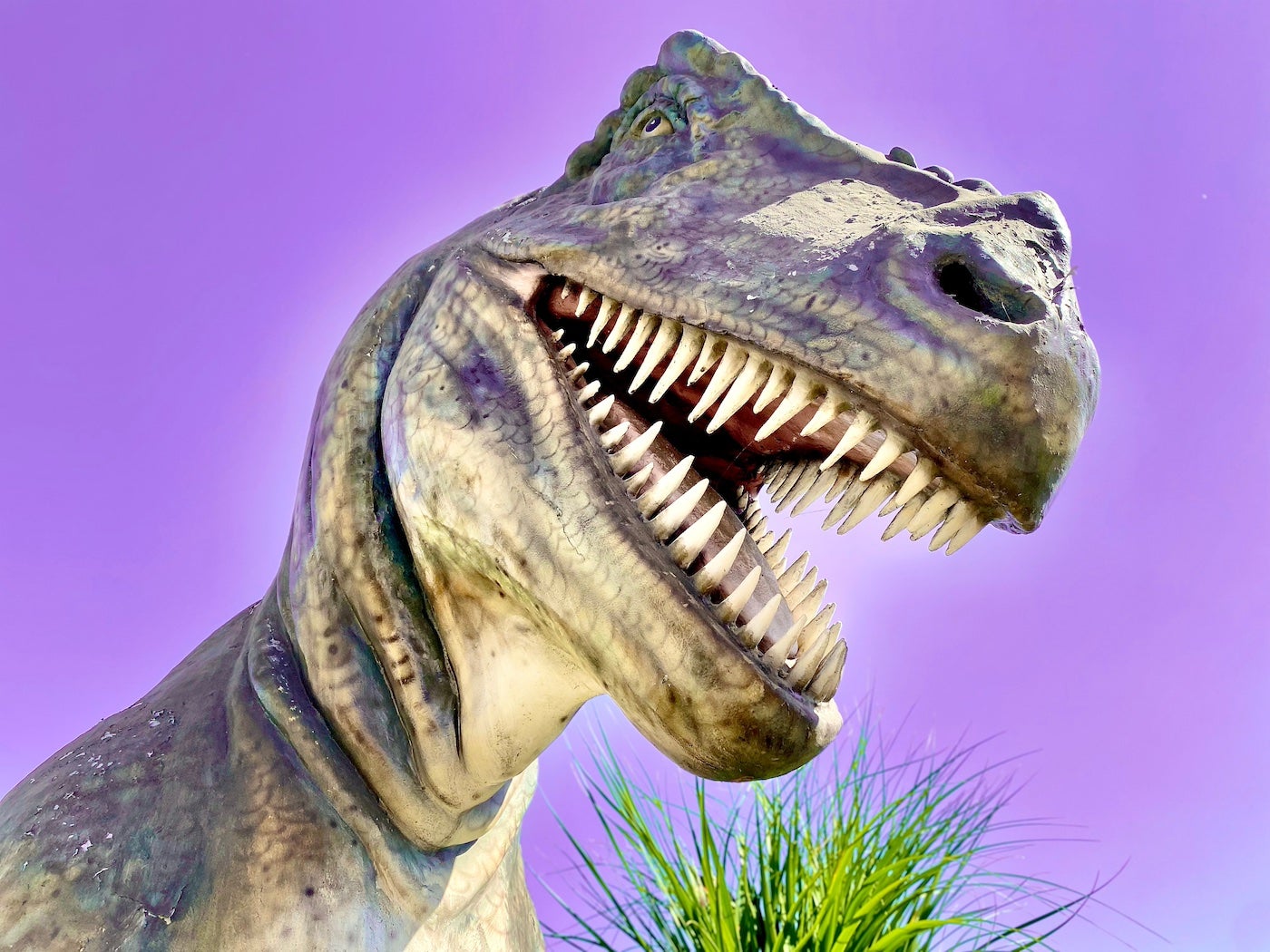 Stock image of a T-rex dinosaur.