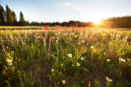 A sunny view of flower fields.