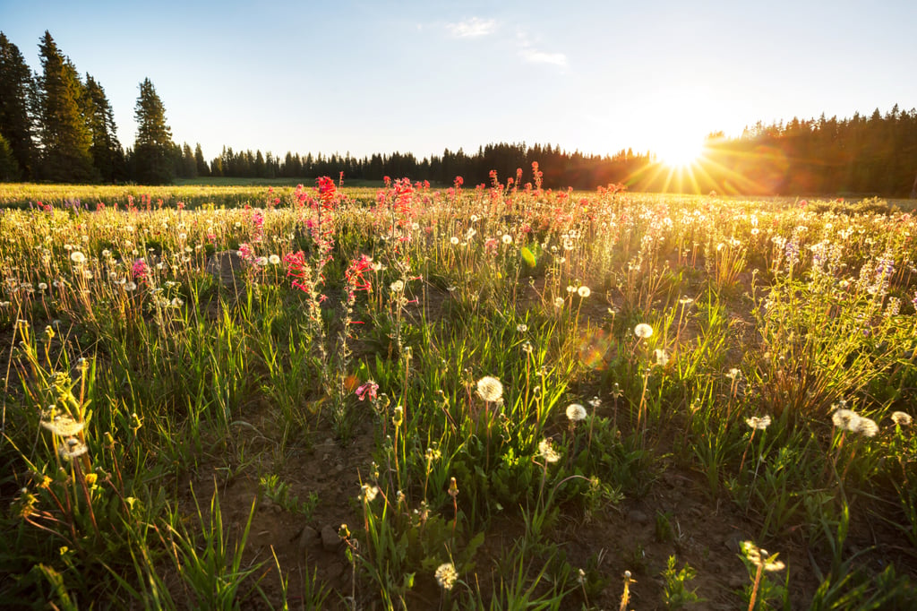Spotlight on AI This Earth Day: ‘AI Is Fundamentally Incompatible With Environmental Sustainability’
