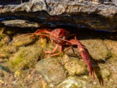 Closeup shot of a freshwater crab between rocks underwater