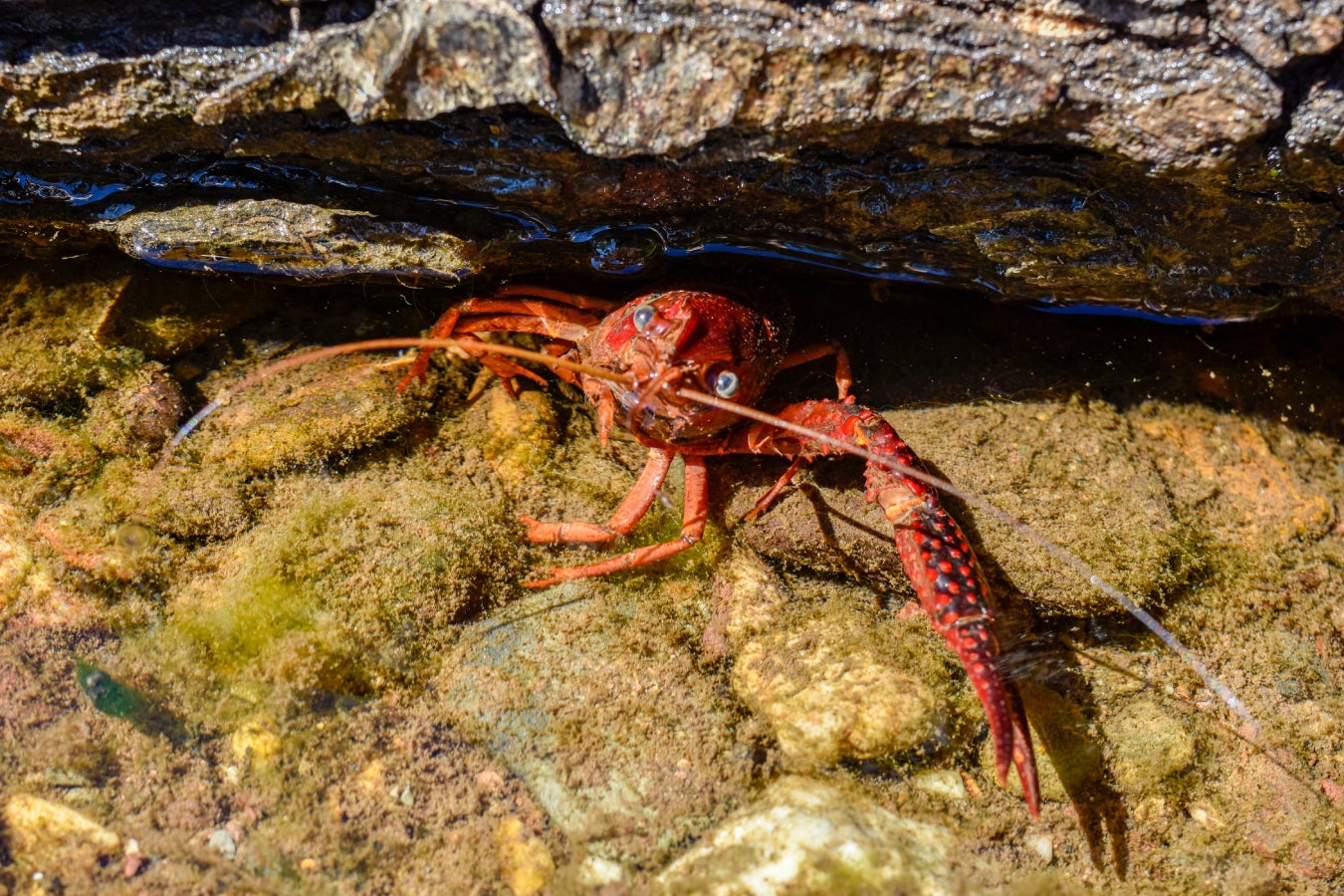 Closeup shot of a freshwater crab between rocks underwater