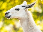 A close-up picture of a Llama.
