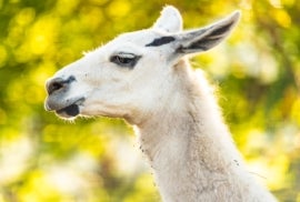 A close-up picture of a Llama.