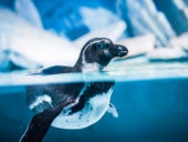 Humboldt Penguin swimming in the sea.