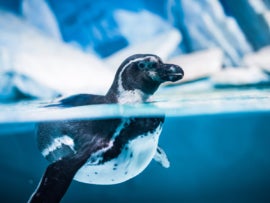 Humboldt Penguin swimming in the sea.