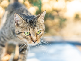 a cat outdoors
