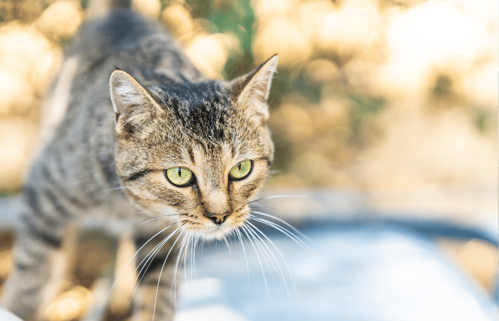 SparkKitty Spyware Targets iOS and Android Through Fake Apps and Crypto Scams