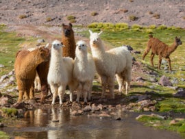 A group of llamas.