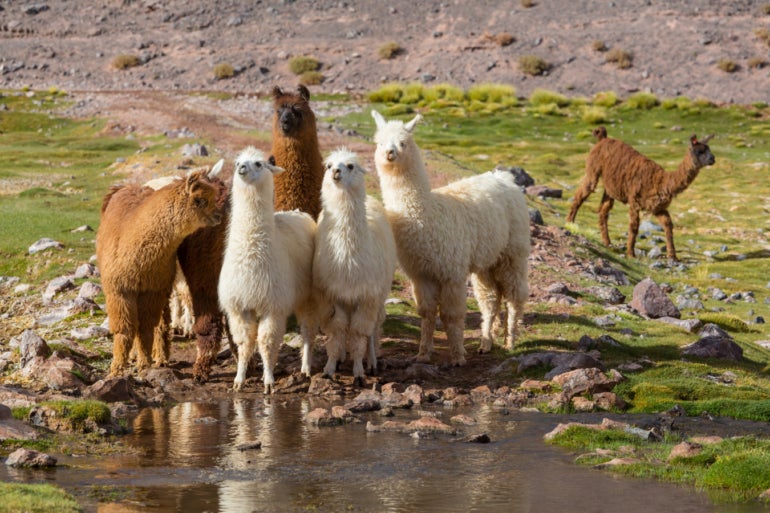 A group of llamas.